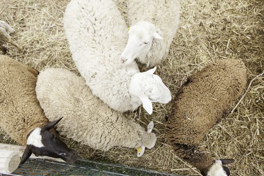 Sheep on a farm, detail of a mammal, farm animal, wool