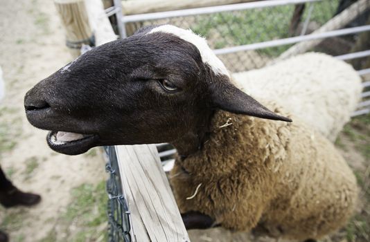 Sheep on a farm, detail of a mammal, farm animal, wool