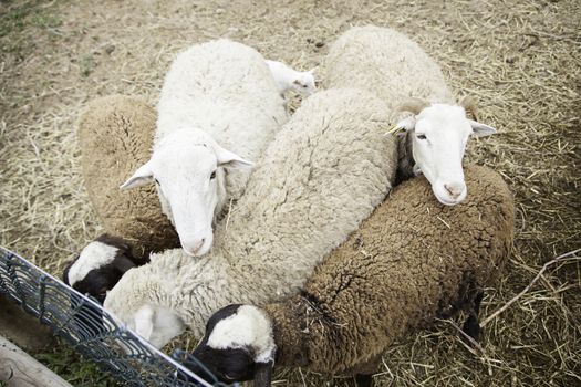 Sheep on a farm, detail of a mammal, farm animal, wool