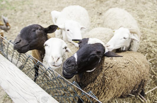 Sheep on a farm, detail of a mammal, farm animal, wool