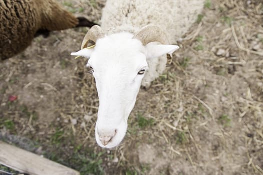 Sheep on a farm, detail of a mammal, farm animal, wool