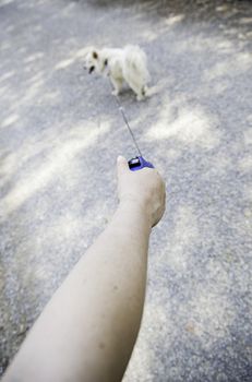 Walking a dog, detail of a pet