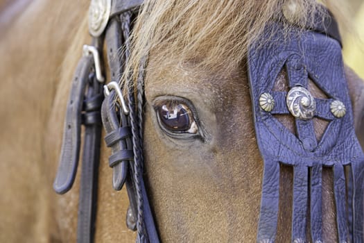 Head medieval horse, trained aniumal detail, mammal