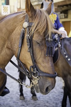Head medieval horse, trained aniumal detail, mammal