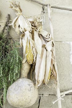 Dried corn and pumpkin, detail dry food