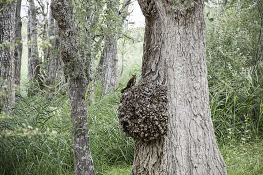 Squirrels climbing up a tree, detail of a wild animal in the wild