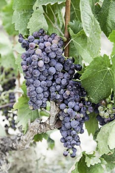 Black grapes in a vineyard detail of ripe fruit in the field