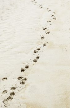 Footprints in the sand on the beach, detail of footprints, sea