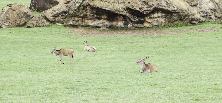 Wild antelopes, detail of mammals wild animals