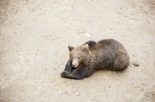 Wild grizzlies detail about wild animals, animal life