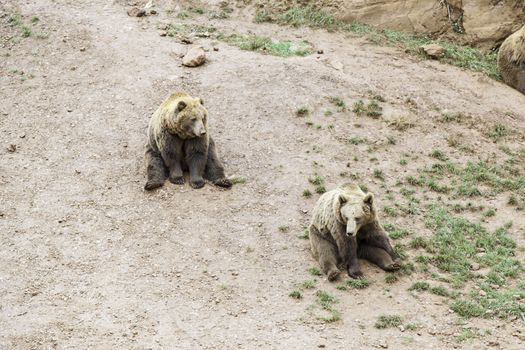 Wild grizzlies detail about wild animals, animal life
