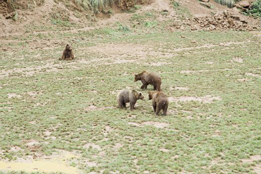 Wild grizzlies detail about wild animals, animal life