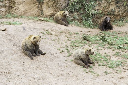 Wild grizzlies detail about wild animals, animal life