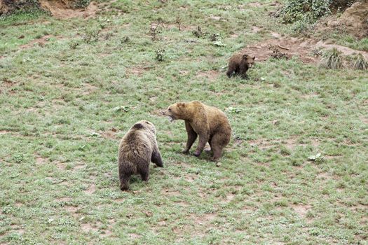 Wild grizzlies detail about wild animals, animal life