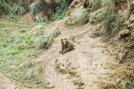 Wild grizzlies detail about wild animals, animal life