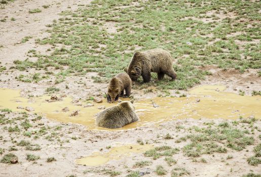 Wild grizzlies detail about wild animals, animal life
