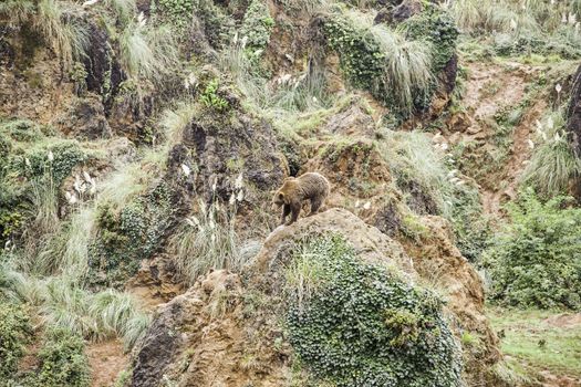 Wild grizzlies detail about wild animals, animal life