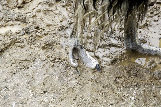 Ostrich legs, detail of a large bird wild