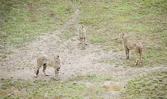 Wild cheetah detail feline in nature, wild predators