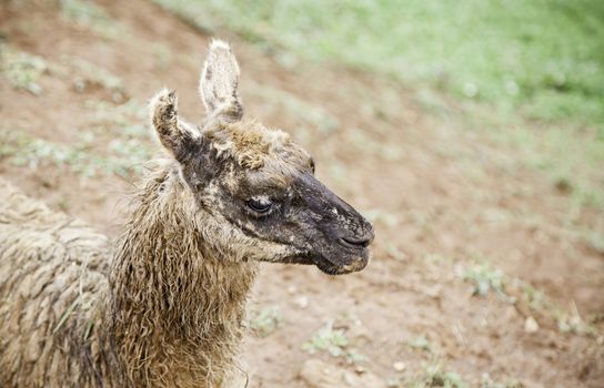 Wild llama, mammal animals, detail of animals in the wild