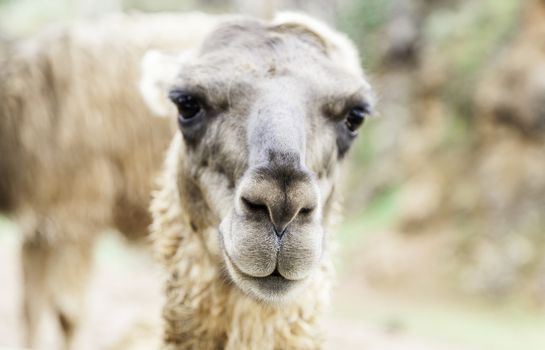 Wild llama, mammal animals, detail of animals in the wild