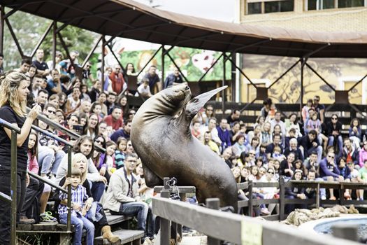 A sea lion show, a show with detail of marine animals