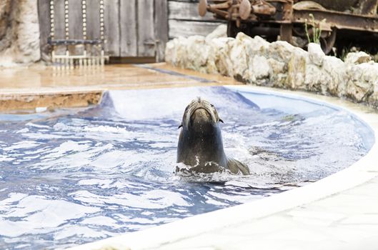 A sea lion show, a show with detail of marine animals