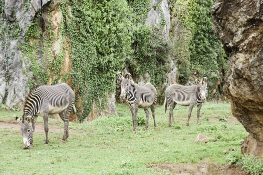 Wild zebras in nature, detail of a mammal.