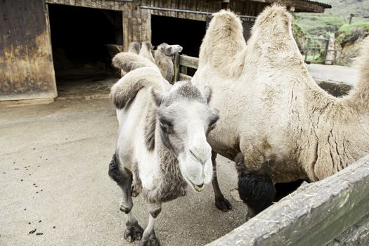 Camels in a natural park, detail of mammals