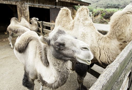 Camels in a natural park, detail of mammals