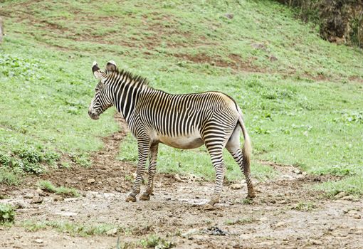 Wild zebras in nature, detail of a mammal.