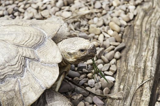 Old turtle, detail of herbivorous animal, nature and freedom