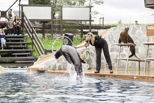 A sea lion show, a show with detail of marine animals