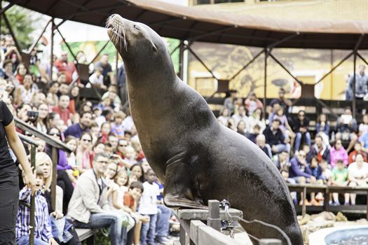 A sea lion show, a show with detail of marine animals