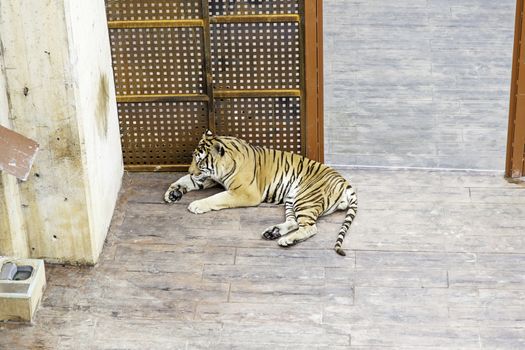 Tigers in a zoo, detail of a wild feline, dangerous animal