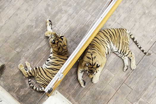 Tigers in a zoo, detail of a wild feline, dangerous animal