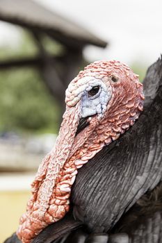 Turkey on a farm, detail of a bird, big bird, thanksgiving