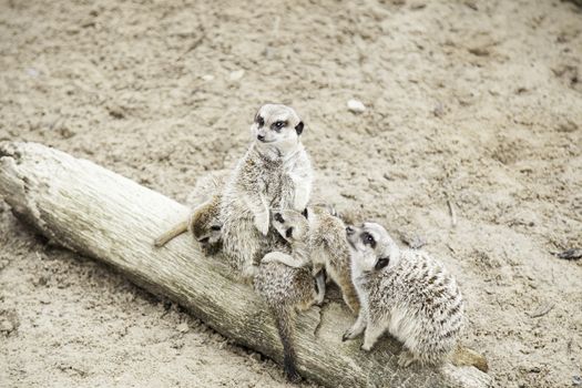 Meerkats nature, detail of a free animals