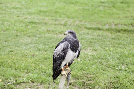 Captive wild eagle, a bird of prey detail