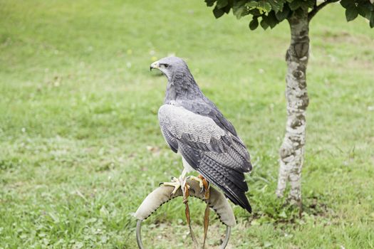 Captive wild eagle, a bird of prey detail