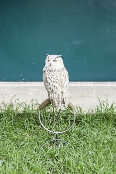 Owls in captivity, detail of a wild bird