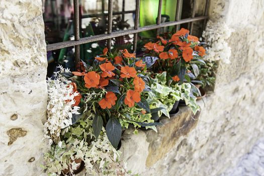 Pots with red flowers, detail of a few plants in a window