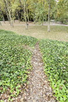 Autumn path in a forest, detail of fallen leaves, cold and nature