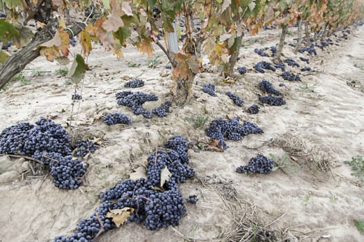 Grape vines in the field, detail plantation of fruit, wine