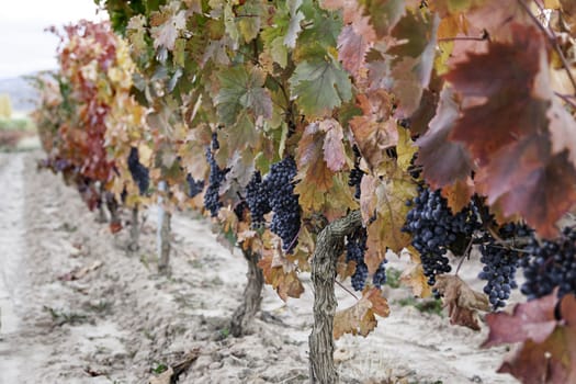 Grape vines in the field, detail plantation of fruit, wine