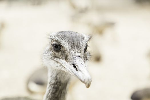Ostrich head, detail of a giant bird, wild animal