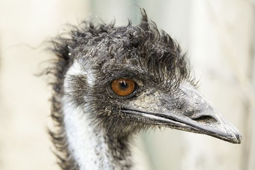 Ostrich head, detail of a giant bird, wild animal