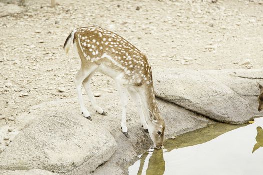 Deer drinking, detail animal nature mammal