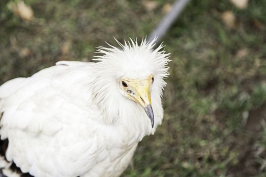 Wild vulture in captivity, detail of a wild bird