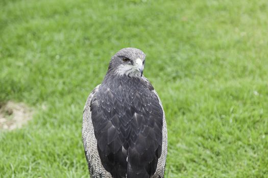 Wild eagle in captivity, detail of a giant bird